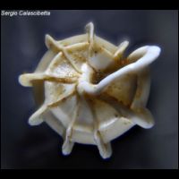 Gyroscala lamellosa 2.jpg
